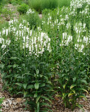 Physostegia virginiana 'Miss Manners' - Obedient Plant