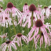 Echinacea pallida - pale coneflower