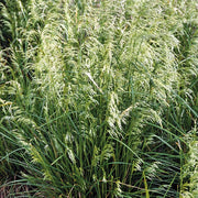 Deschampsia cespitosa 'Pixie Fountain' - Pixie Fountain Tufted Hair Grass