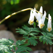 Dicentra cucullaria - Dutchman's Breeches