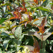 Diervilla lonicera Ru-Bee Wren® - Low Bush Honeysuckle