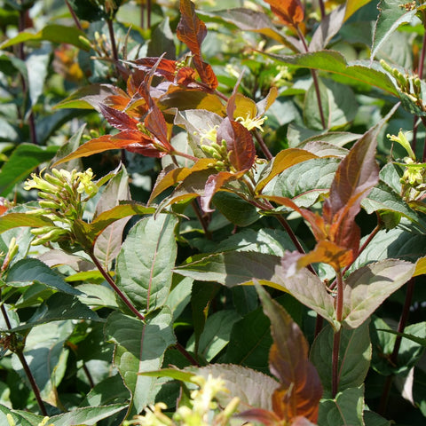 Diervilla rivularis Ru-Bee Wren® - mountain bush honeysuckle