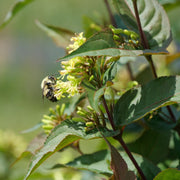 Diervilla lonicera Ru-Bee Wren® - Low Bush Honeysuckle