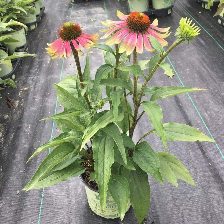 echinacea green twister seeds Echinacea purpurea 'Green Twister'