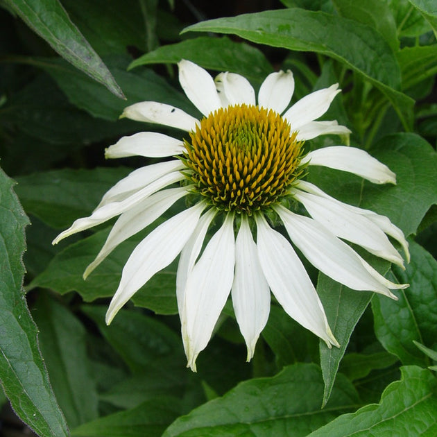 Buy Coneflower at your local garden center! – American Beauties Native ...