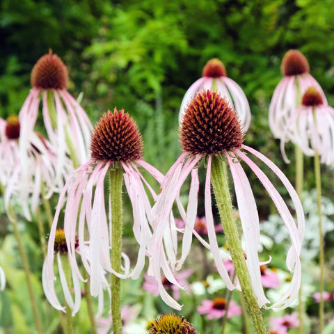 Echinacea pallida - pale coneflower