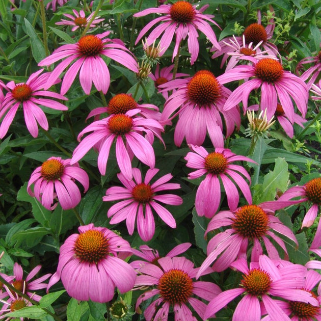 Buy Eastern Purple Coneflower at your local garden center! – American ...