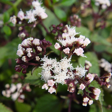 chocolate snake plant Buy Snakeroot at your local garden center! – American Beauties Native Plants