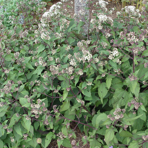 eupatorium altissima Buy Snakeroot at your local garden center! – American Beauties Native Plants