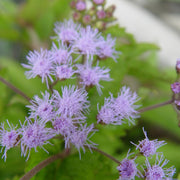 Eupatorium coelestinum - Mist Flower/Hardy Ageratum