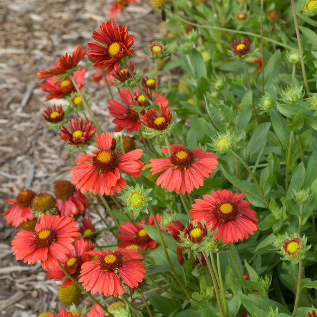 Gaillardia aristata 'Burgunder' - burgundy blanket flower – American ...