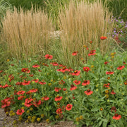 Gaillardia aristata 'Burgunder' - Burgundy Blanket Flower