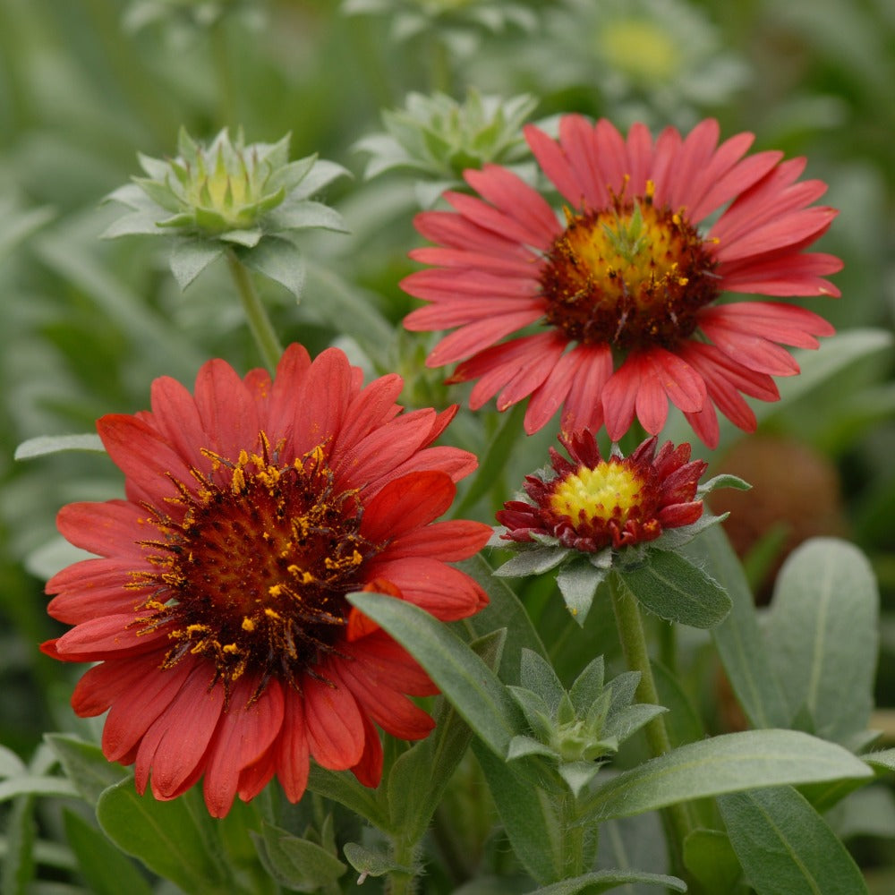 Gaillardia aristata burgundy outlet