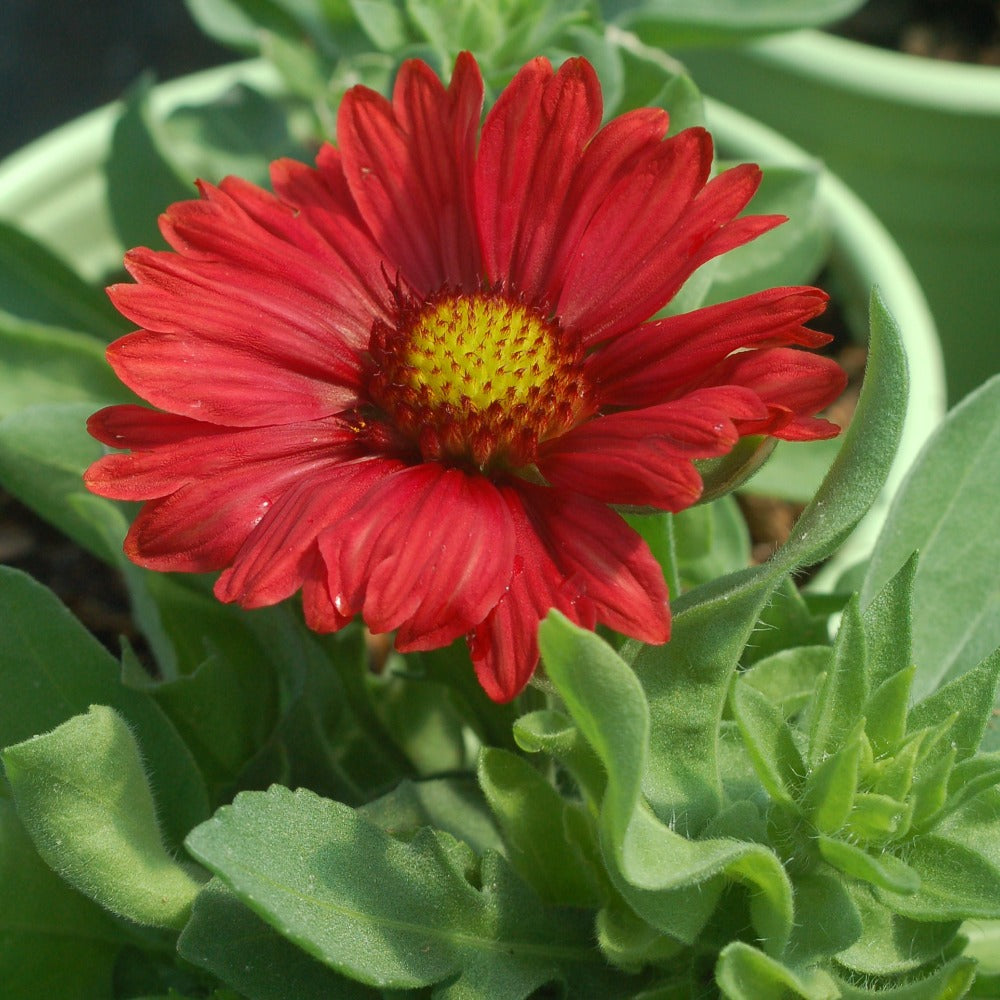 Gaillardia aristata burgundy sale