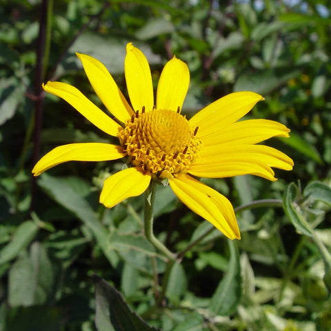 Heliopsis helianthoides 'Summer Nights' - Smooth oxeye