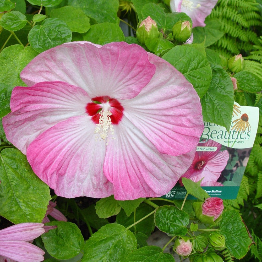 Hibiscus moscheutos