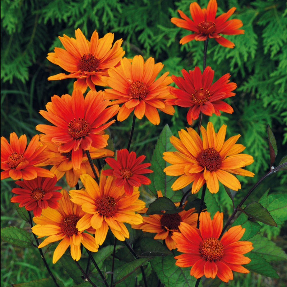 Heliopsis__Bleeding_Hearts__Cj