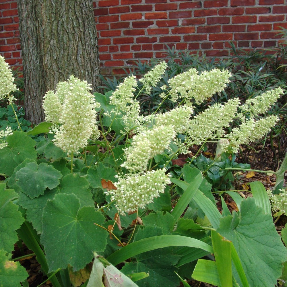 Buy Hairy Alumroot at your local garden center! – American