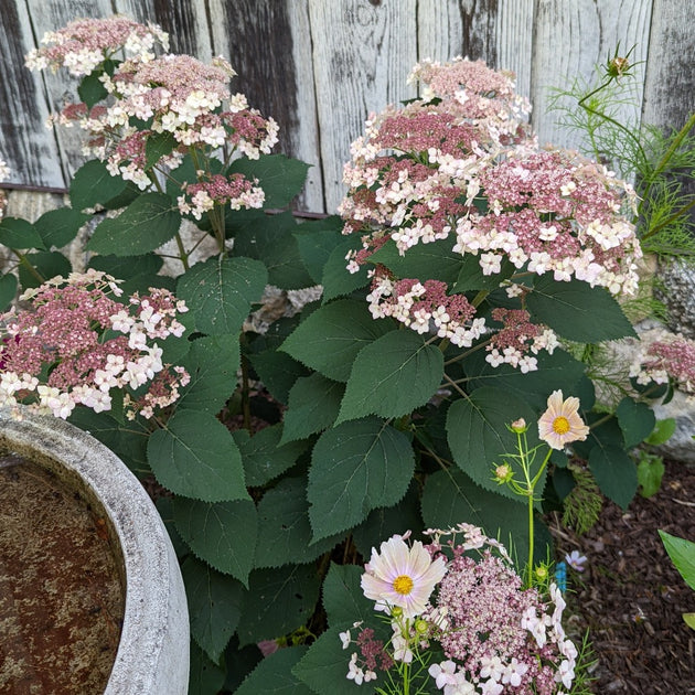 Buy Smooth Hydrangea at your local garden center! – American Beauties ...