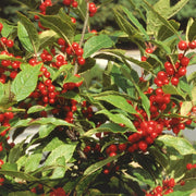 Ilex verticillata 'Winter Red' - Winter Red Winterberry Holly