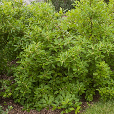 Ilex verticillata 'Southern Gentleman' - Southern Gentleman Winterberry Holly