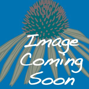 Hydrangea quercifolia 'Alice' - Alice Oakleaf Hydrangea
