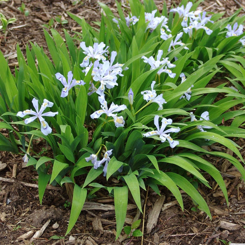 Iris cristata 'Powder Blue Giant' - Dwarf crested iris
