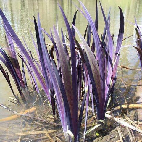 Iris versicolor 'Purple Flame' - Blueflag