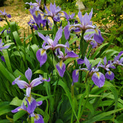Iris versicolor - Blueflag