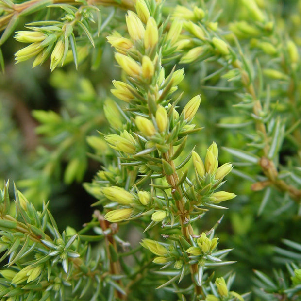 Juniperus communis Blueberry Delight® - Blueberry Delight® Juniper ...