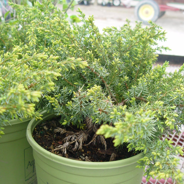 Juniperus communis Blueberry Delight® - Blueberry Delight® Juniper ...