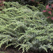 Juniperus communis Blueberry Delight® - Blueberry Delight® Juniper