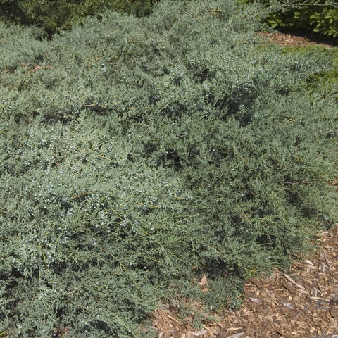 Juniperus virginiana 'Grey Owl' - Red Cedar
