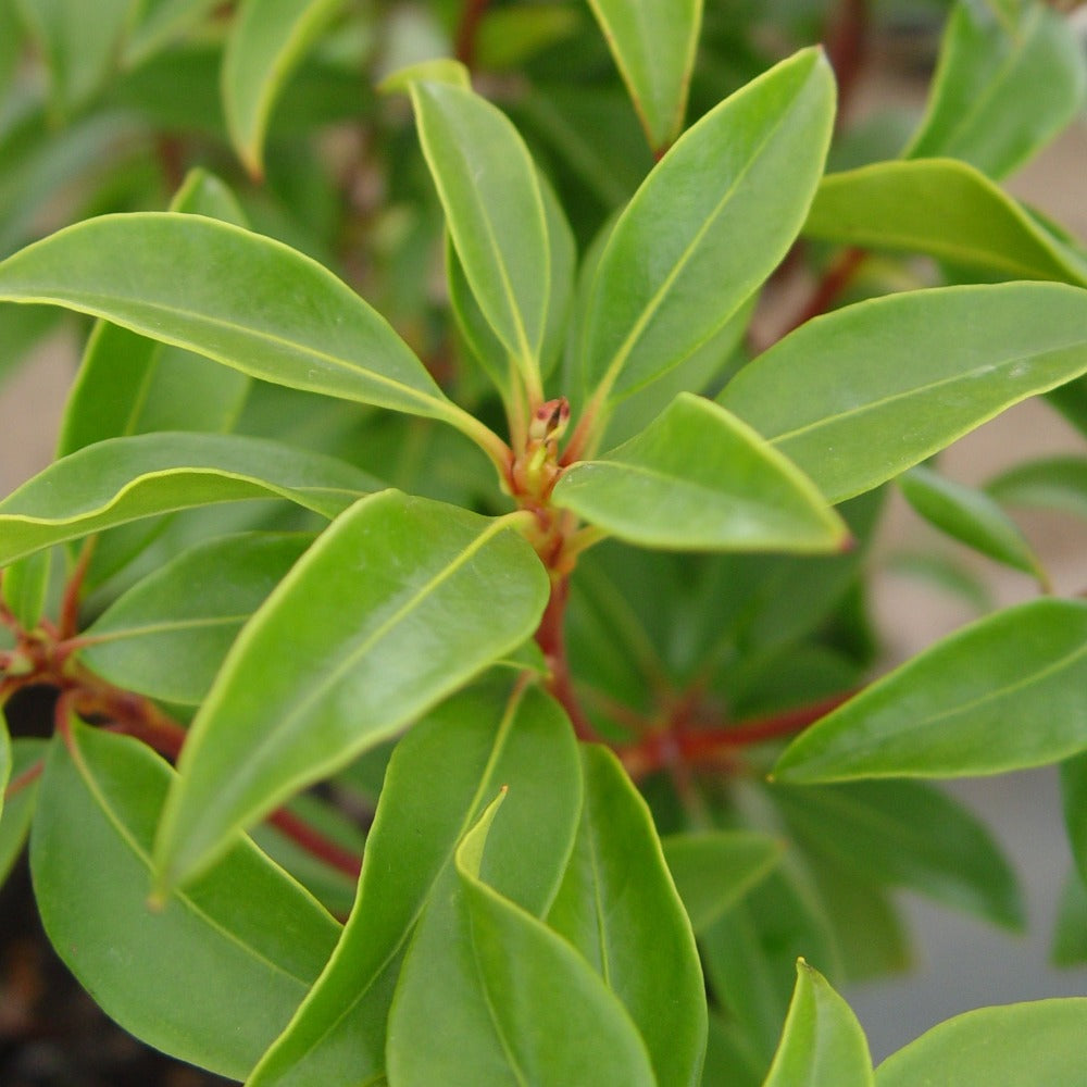 Buy Mountain Laurel at your local garden center! – American