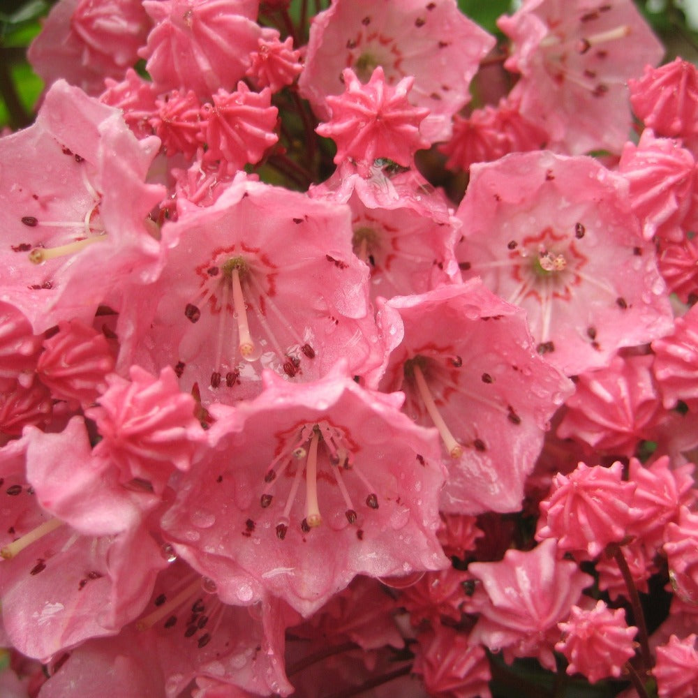 Buy Mountain Laurel at your local garden center! – American