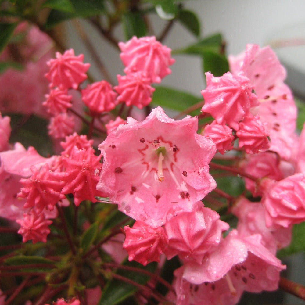 Buy Mountain Laurel at your local garden center! – American
