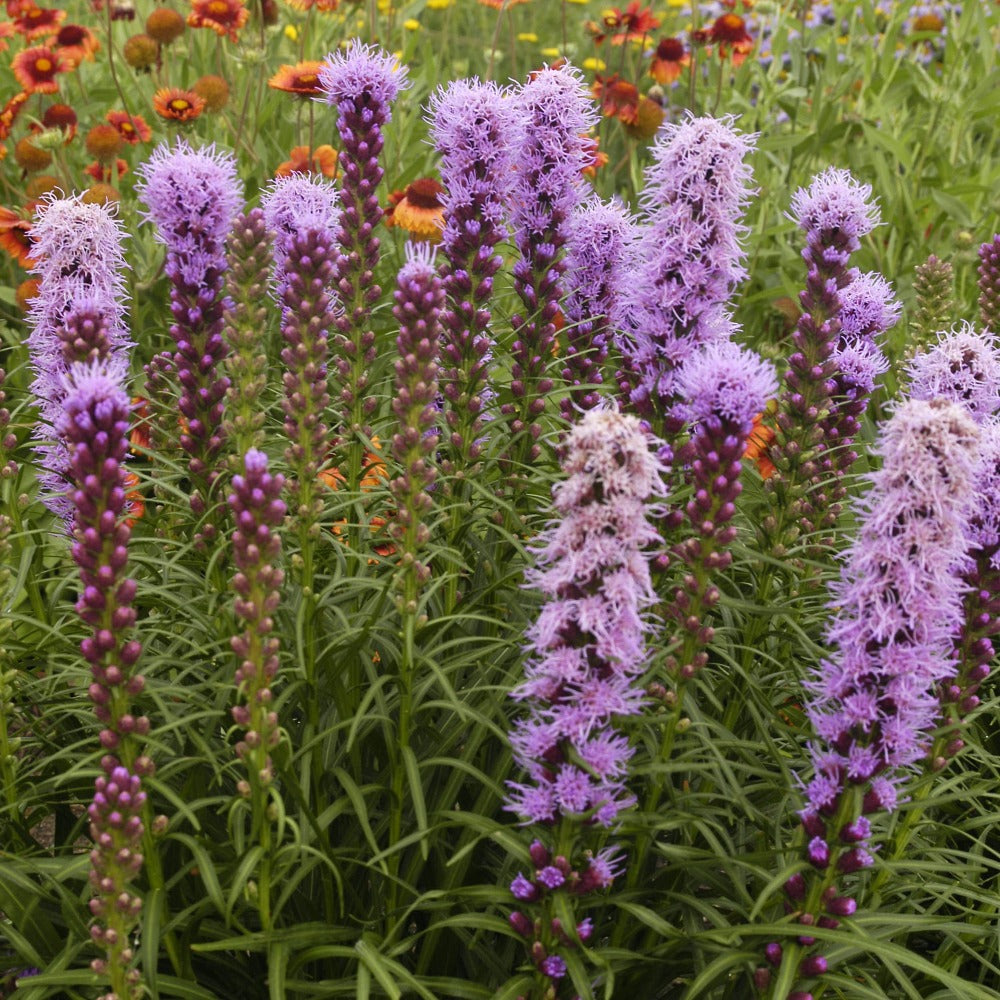 Buy Gayfeather or Blazing Star at your local garden center