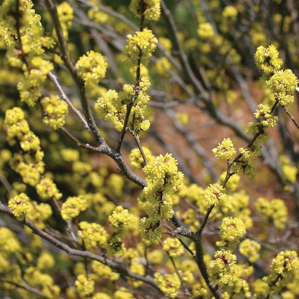 Lindera benzoin - Northern spicebush – American Beauties Native Plants