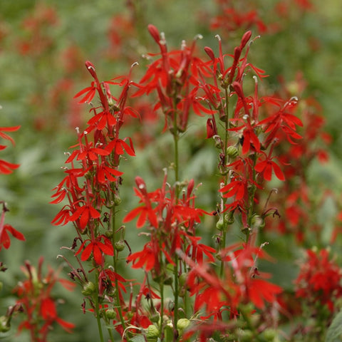 Lobelia cardinalis - Cardinal Flower