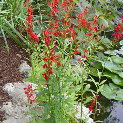 Lobelia cardinalis - Cardinal Flower
