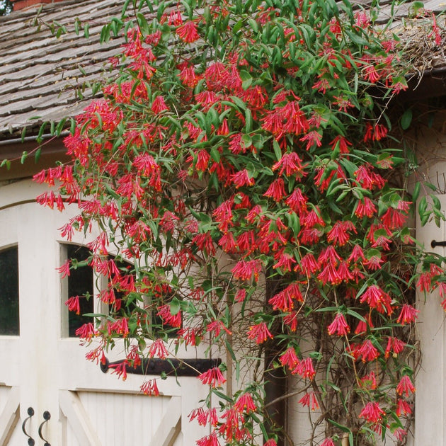 Buy Trumpet Honeysuckle at your local garden center! American