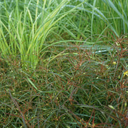 Lysimachia lanceolata 'Burgundy Mist' - Lance-leaved Loosestrife