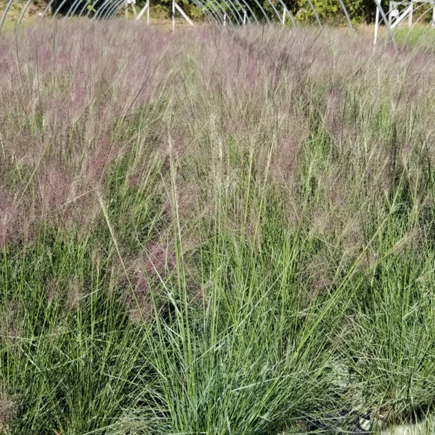 Muhlenbergia capillaris - Muhly Grass – American Beauties Native Plants