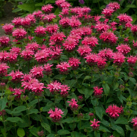 Monarda didyma - Pink Lace Bee balm