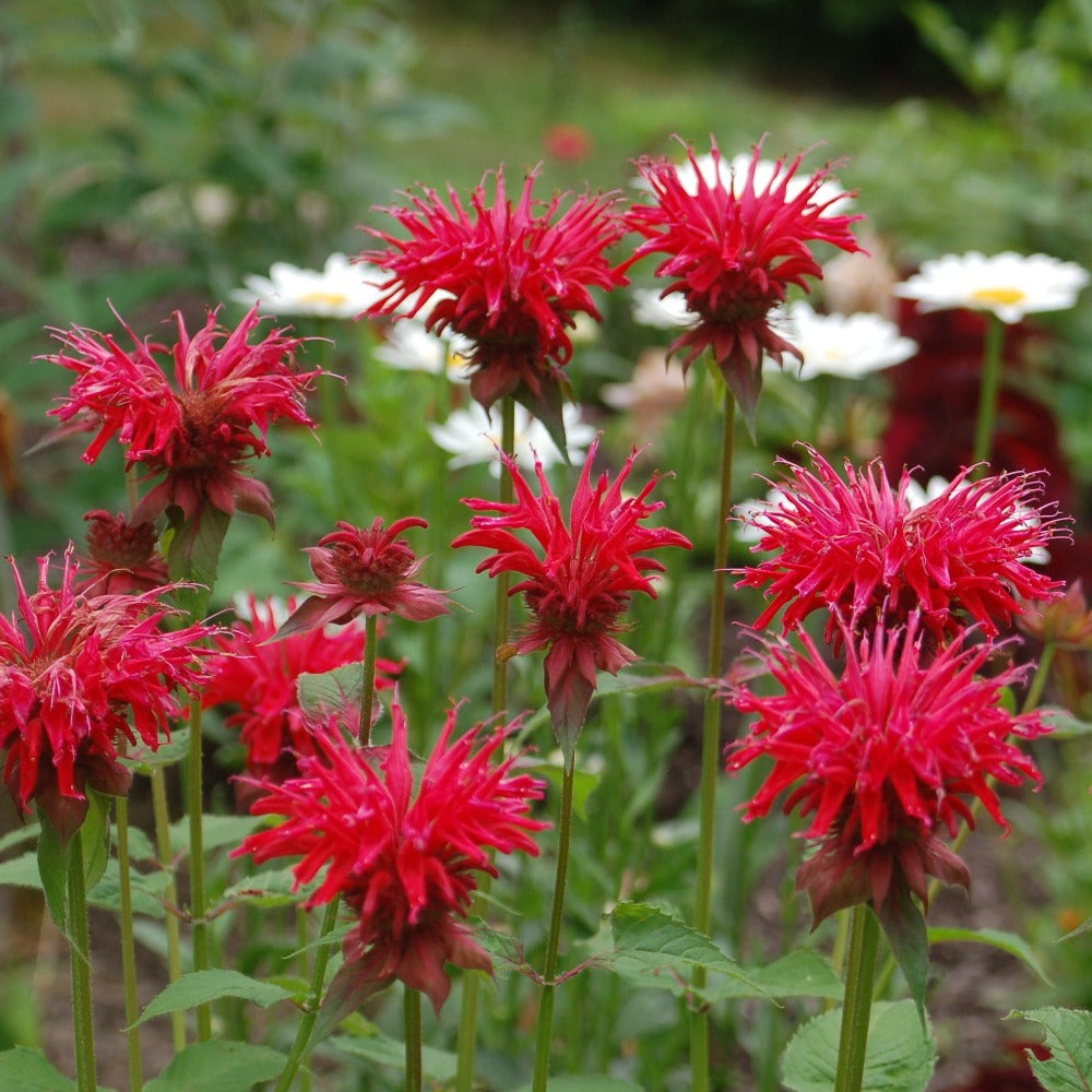 Buy Bee balm at your local garden center! – American Beauties
