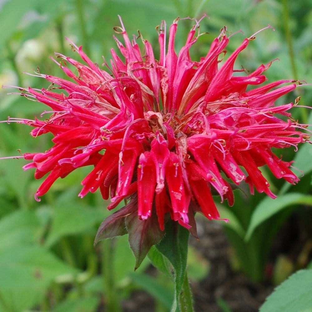 AROMA GARDEN FLOWER BALM 2個セット Buy Bee balm at your local garden center! – American Beauties