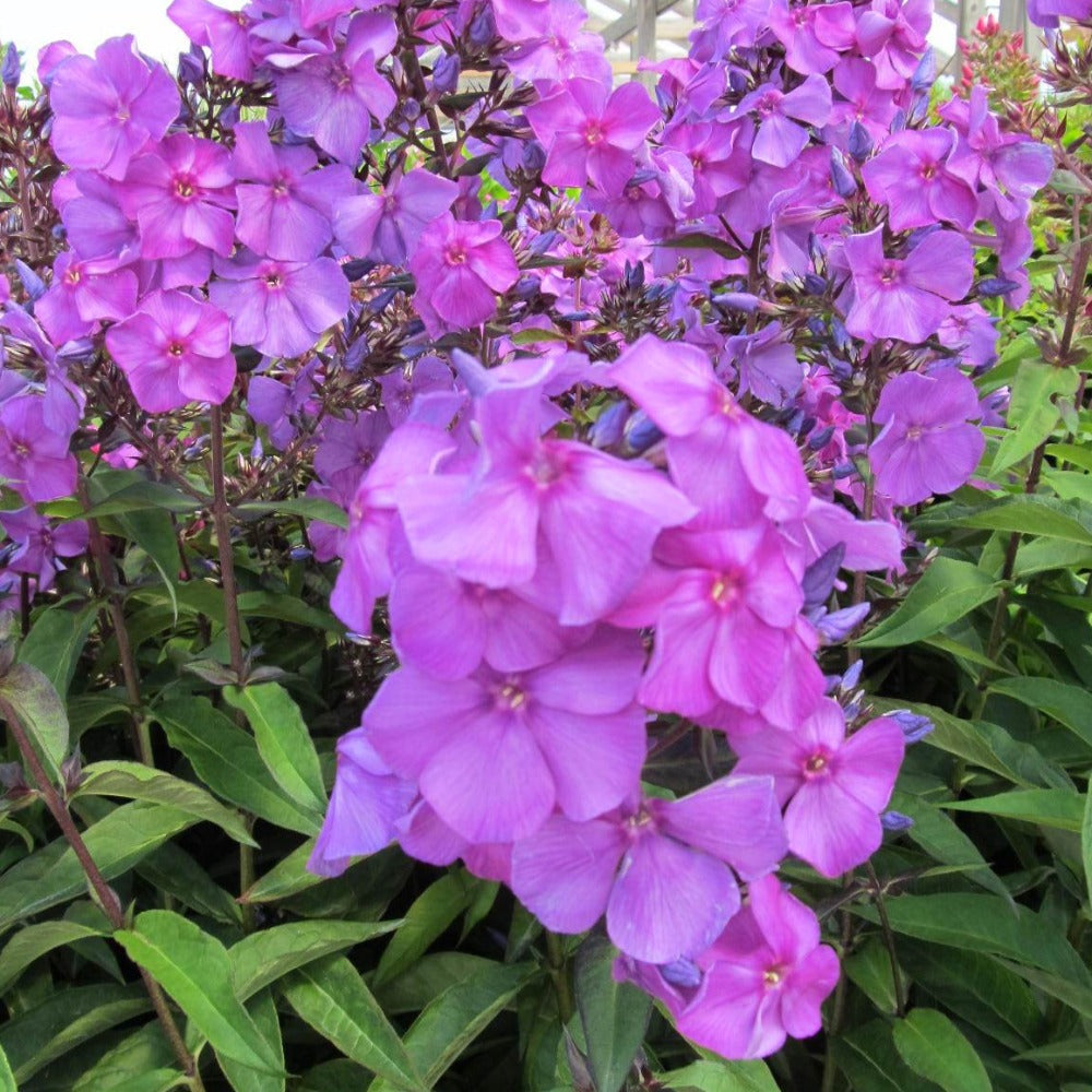 Buy Garden Phlox at your local garden center! – American Beauties Native  Plants