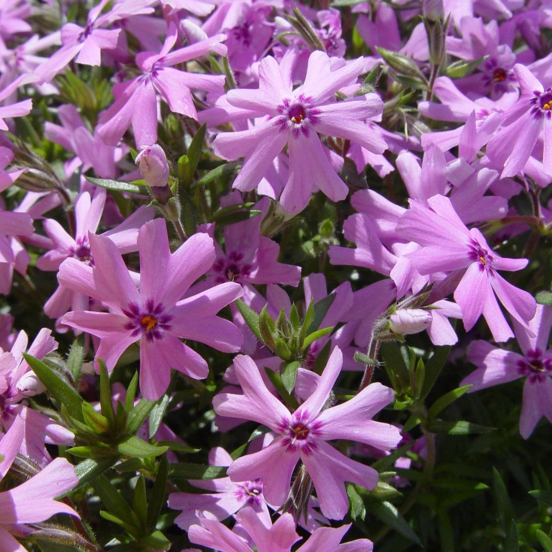 PHLOX_FORTHILL_1080x.jpg?v=