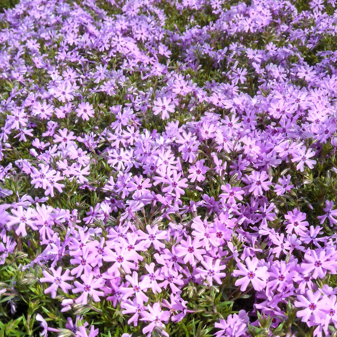 Buy Emerald Pink Moss Phlox at your local garden center
