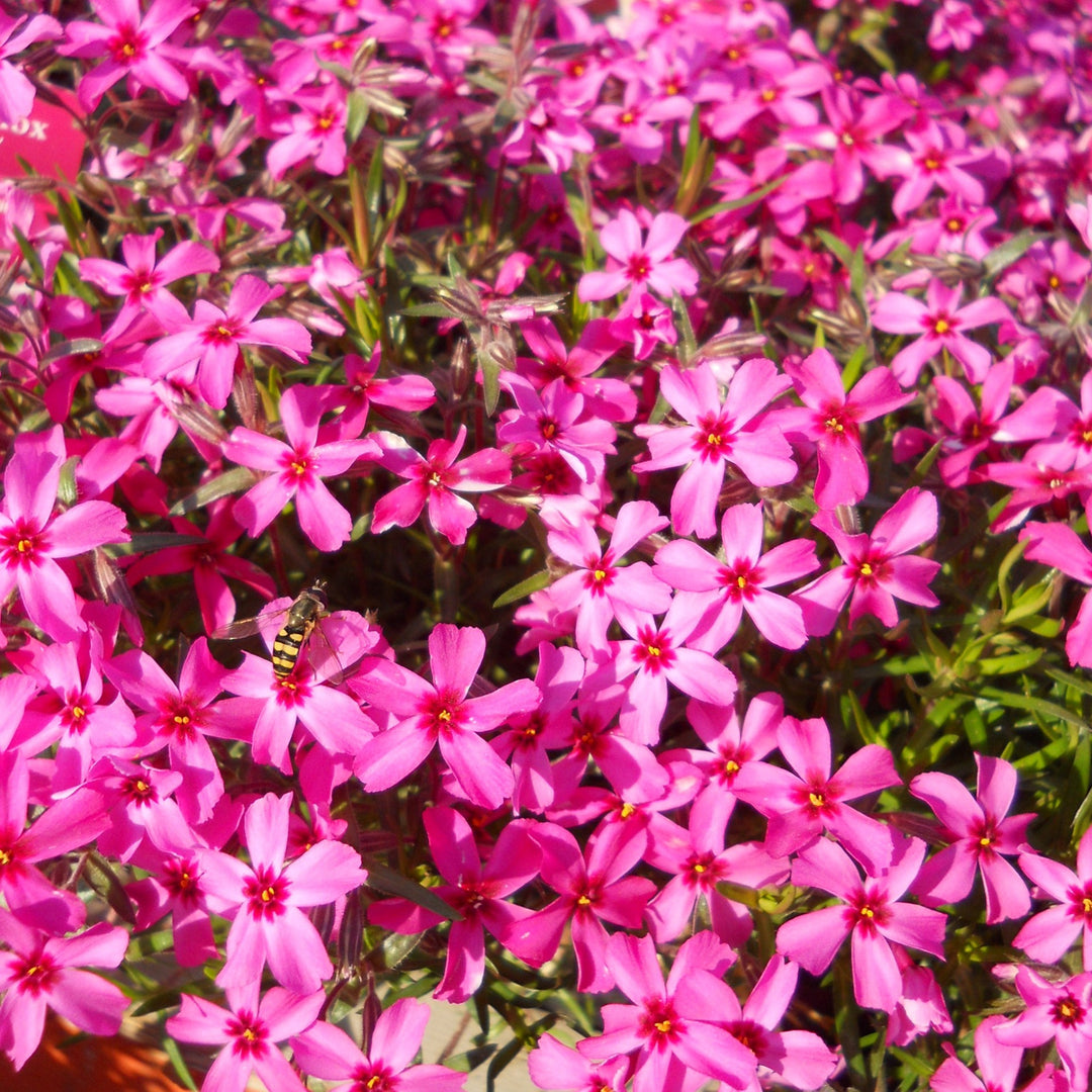 Buy Emerald Pink Moss Phlox at your local garden center